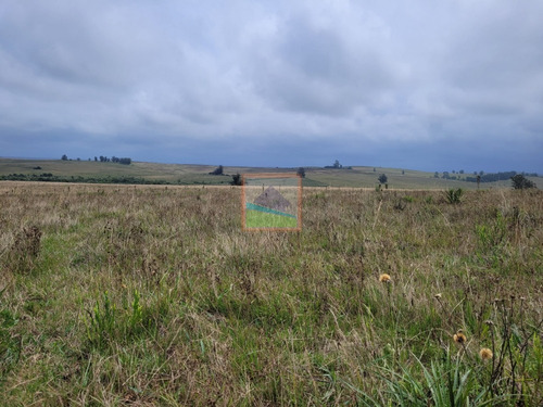 Imagen 11 de 30 de Campo Ganadero 77hás Garzón/rocha