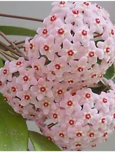 Imagen 4 de 5 de Hermosa Flor De Cera, Hoya Carnosa
