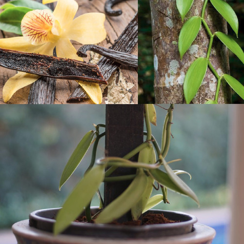 Muda De Orquídea Baunilha Vanilla ( Culinária ) | Parcelamento sem juros