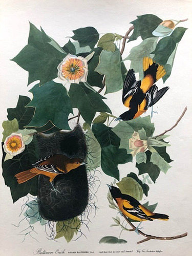 Antigua Lamina The Audubon Folio - Baltimore Oriole - Oriol 