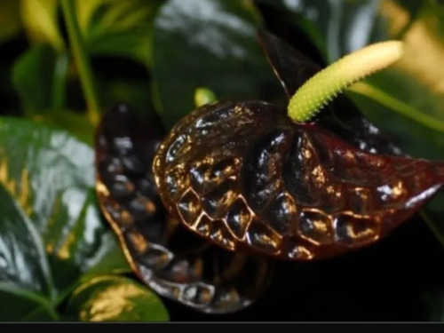 Anturium Y Hoya Con Envío 