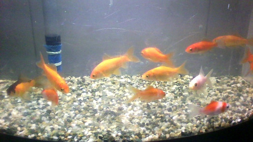 Imagen 1 de 3 de Peces Goldfish