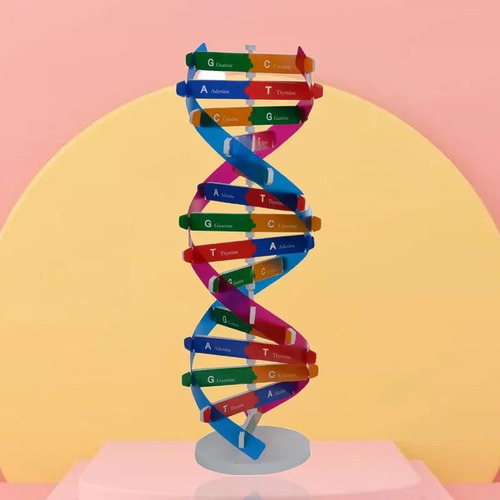Modelo De Adn Manual: Genes De Doble Hélice Para La Ciencia