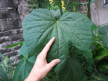 500 Gramos Chaya Partes Aereas Secas Infusion