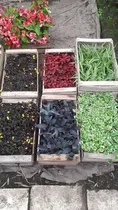 Comprar Plantines X Cajon Para Jardines Verticales  Macetas Perennes
