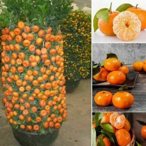 Naranja Enana ( Injerto ) Crecimiento Rapido