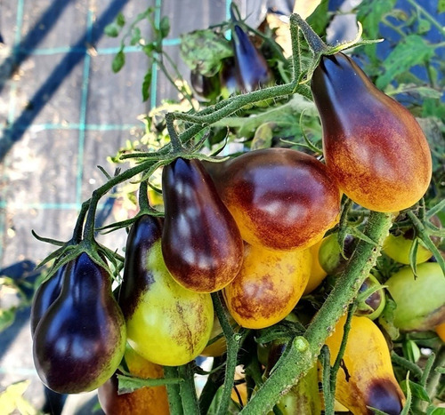 Semillas Tomate Cherry Pear Drops! Muy Exótico! Determinado