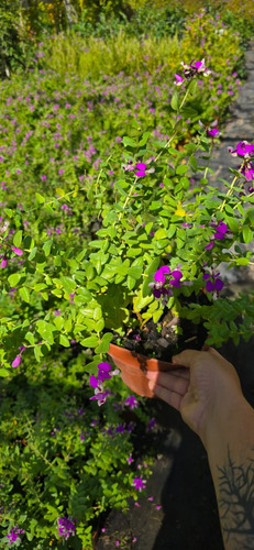 Planta Polygala Rosada 25 Cm Gratis A R . M Pack X2