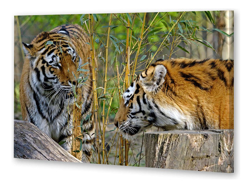 Cuadro Canvas Tigre Pareja Cara A Cara Selva Amor Felino