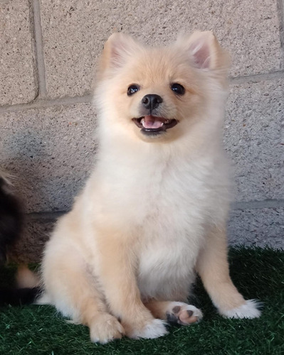 Pomerania Macho Pelechando 4 Meses.