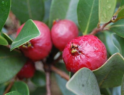 Arbustos Araza Rojo Ya Frutificando!!!!