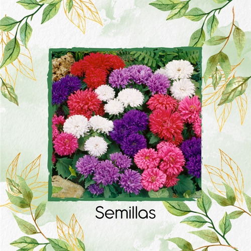 400 Semillas Orgánicas De Flor Amelio 