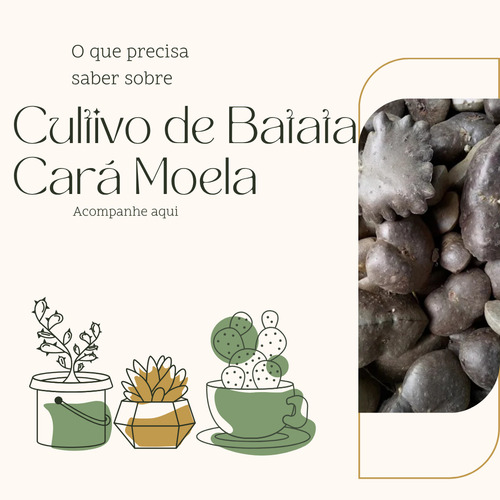 Guia De Cultivo Da Batata Cara