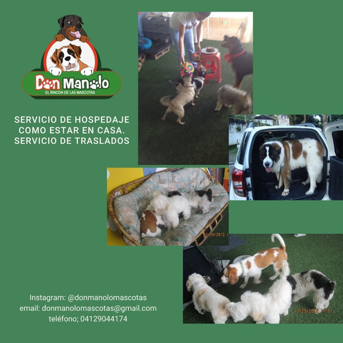 Imagen 6 de 8 de Hospedaje Canino,peluqueria Canino, Felina, Educadora Canina