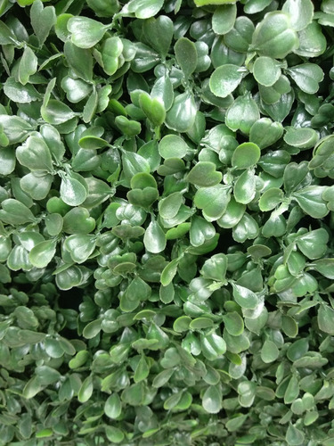 Follaje Artificial- Arrayán Verde