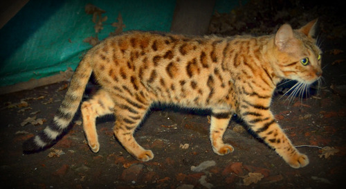 Gatos Bengal Hermosos Extructura Gran Porte Pelaje Perfecto