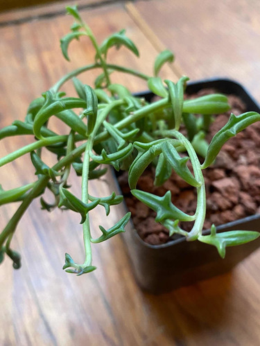 Imagen 4 de 7 de Senecio Peregrino Delfin Med-grande - Suculenta Exotica