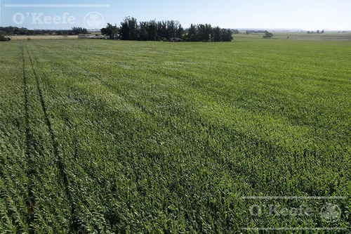 Imagen 3 de 15 de Campo En Venta De 113 Has En Balcarce 90 % Agrícola - Suelos Clase 1 Y 2