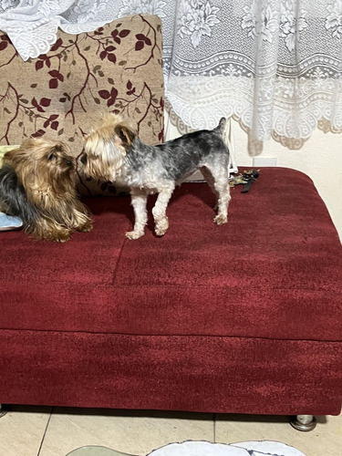 Yorkshire Terrier Mini Y Monta