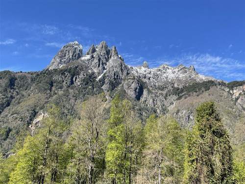 Bosque Puesco - Curarrehue, La Araucanía