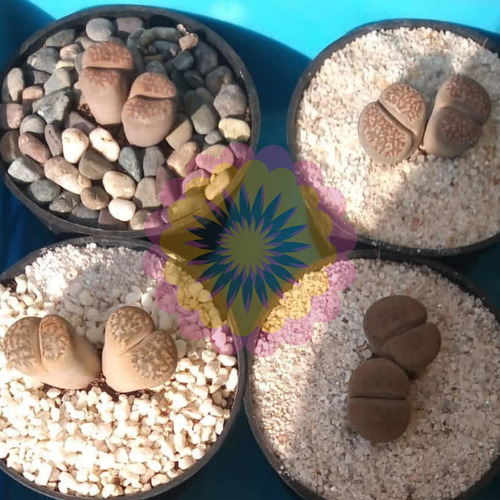 Imagen 3 de 4 de Exóticos Lithops: 7 Años De Edad