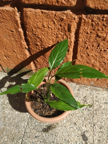 Espatifilo Planta O Lirio De La Paz O Calablanca De Interior