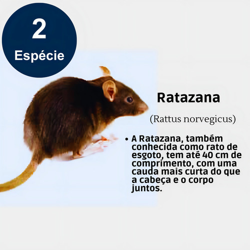 Porta Isca Armadilha Ratoeira Pega Mata Ratos Ratasanas
