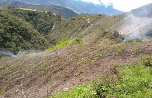 Venta Finca Uso Agrícola En Los Pavones Edo Trujillo