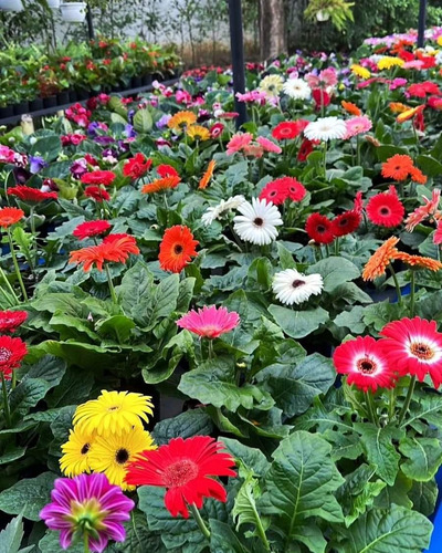 Gerbera Lila