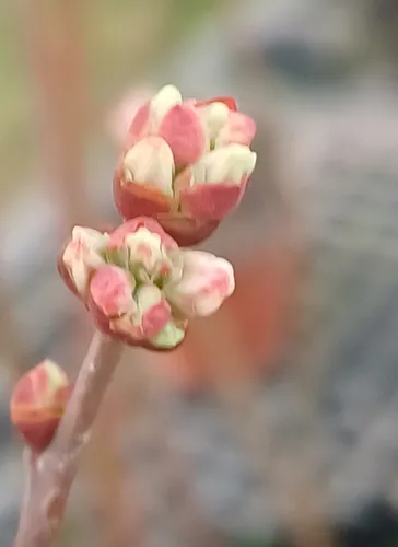 Arándanos Frutales En Maceta - 1 Planta Exterior