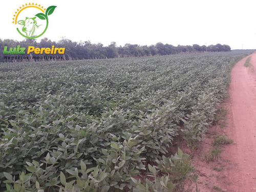 Imagem 11 de 13 de Fazenda À Venda Em Peixe - To - De 185 Alqueirões (dupla Aptidão) - 1727