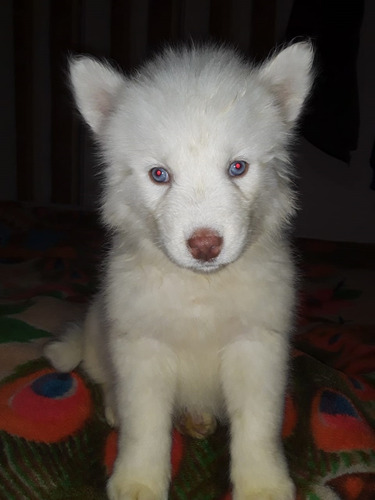 Husky Siberiano Mascotas Rionegro Medellín Bogota