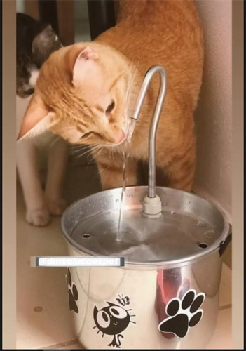 Bebedouro P/ Gato Tipo Fonte Em Alumínio + Brinde Comedouro