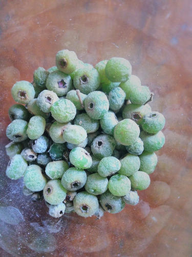 100 Sementes Canela De Velho. Muito Frescas Miconia Albicans