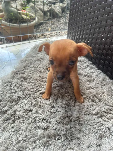 Disponível Pinscher 66 Dias 1a Dose Vacina, Vermifugado