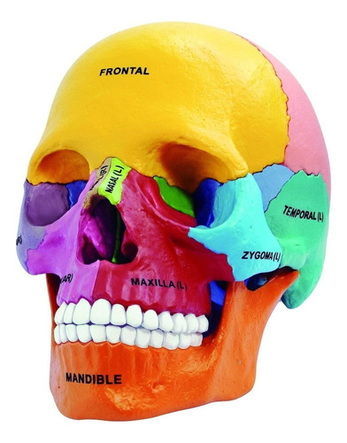 4d Master 26087 - Modelo De Calavera Con Diseño De Anatomía