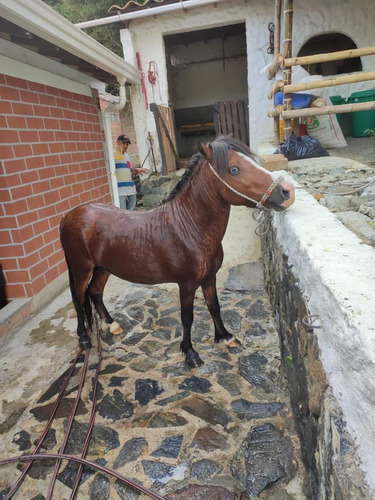 Imagen 8 de 8 de Hermoso Mini Horse En Venta