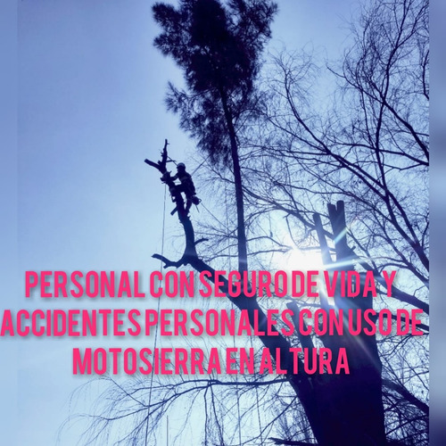 Imagen 3 de 9 de Poda Y Tala De Árboles