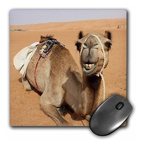 3drose Camello Sonriente Descansando En El Campamento Beduin