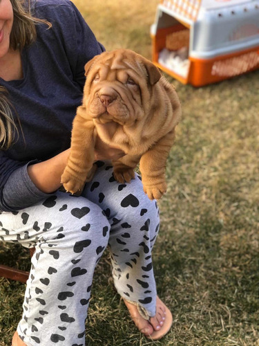 Imagem 2 de 3 de Cachorro Raça Sharpei 2 Femia