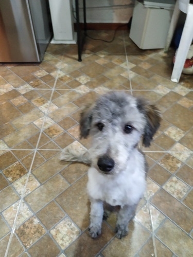 Imagen 1 de 3 de Perro