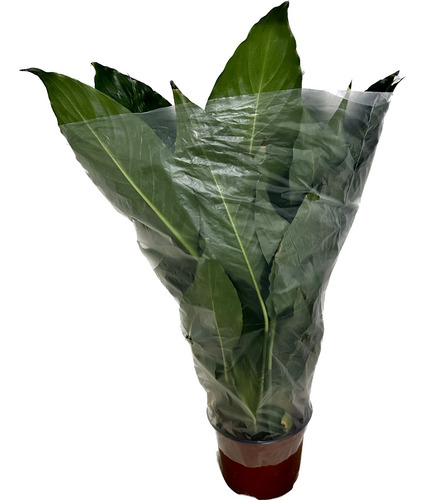 Cono 6 Pulgadas Proteger Y Transportar Plantas 6x40p100pz
