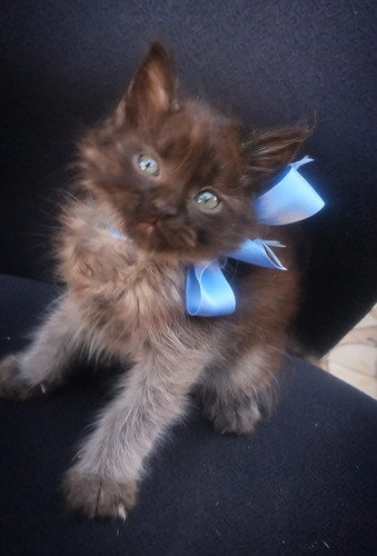 Gatito Persa De Pelo Largo Smoke Brown Ef395mil