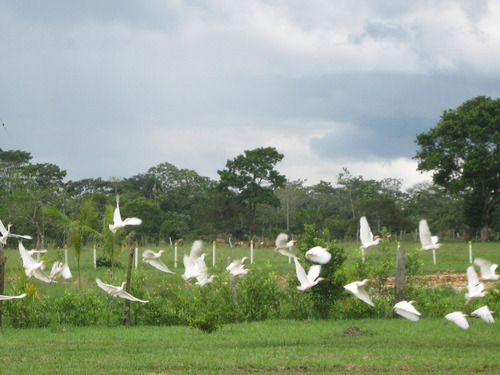 Finca Turistica Melivale En Villavicencio,cabañas