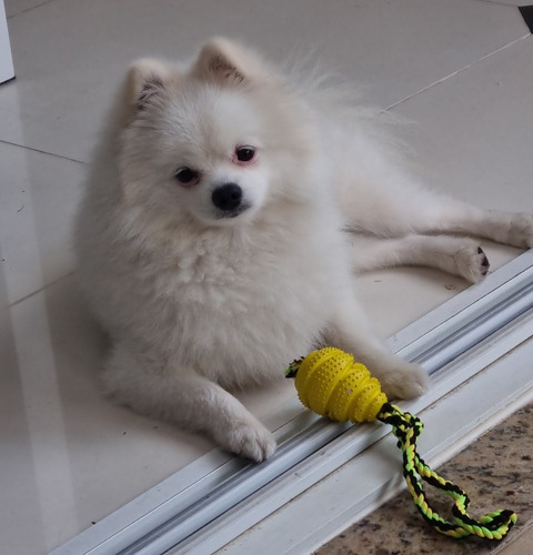 Brinquedo Mordedor Pequeno Cone Resistente Corda Cachorro Cor Amarelo