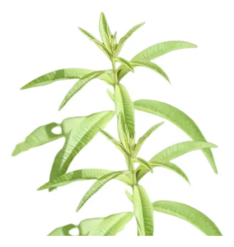 comprar Cedrón Hierbaluisa Aloysia Citrodora Aromática Nativa