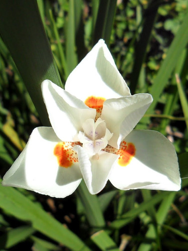 25 Semillas De Lirio Africano - Dietes Bicolor Flor Exotica