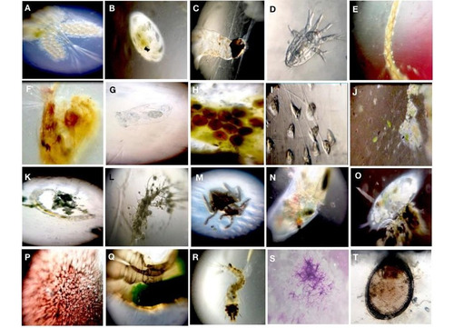 Foldscope: Microscopio Escolar Armable