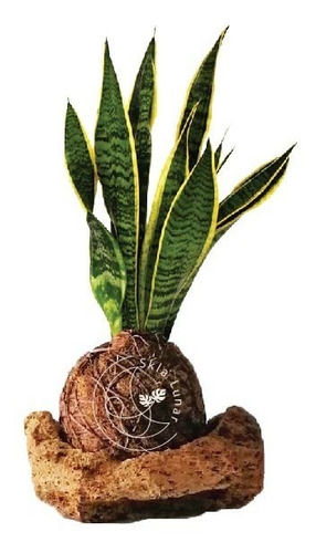 Kokedama Lengua De Tigre Sanseveria