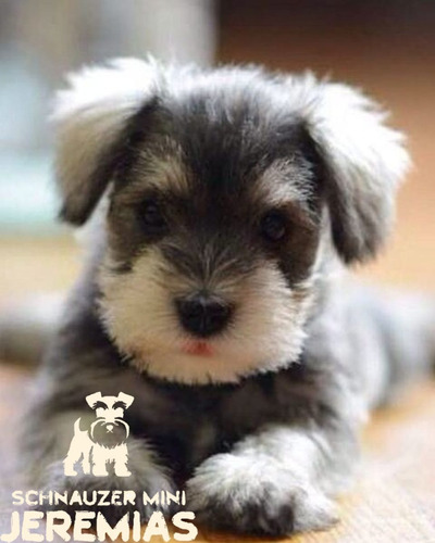 Schnauzer Mini 1 Sal Y Pimienta
